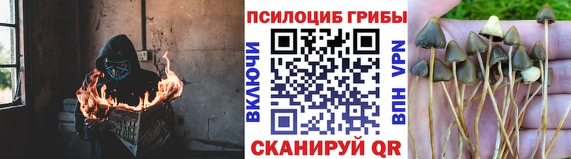 Псилоцибиновые грибы мицелий  Купить закладки  Монино 